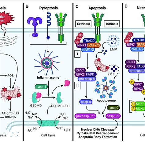 netosis|netosis cell death.